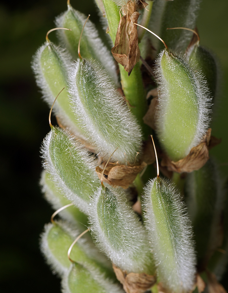 Изображение особи Lupinus &times; regalis.