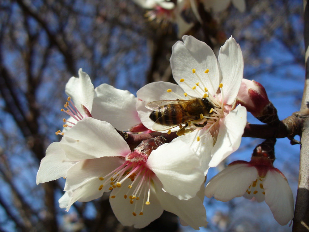 Изображение особи Amygdalus communis.