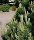 Pinus mugo. Ветки с молодыми побегами ('Mops'). Германия, г. Дюссельдорф, Ботанический сад университета. 04.05.2014.