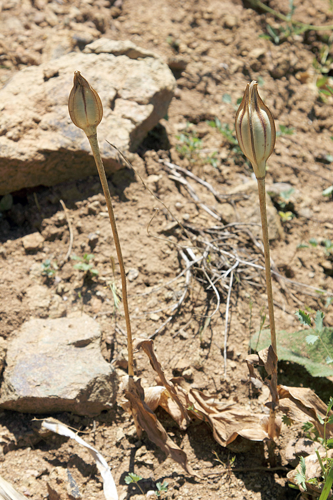 Изображение особи Tulipa kaufmanniana.