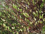 Salix phylicifolia