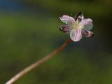 Elodea canadensis. Пестичный цветок. Нидерланды, провинция Groningen, окр. деревни Noordlaren, мелиоративный канал у озера Zuidlaardemeer. 23 августа 2009 г.