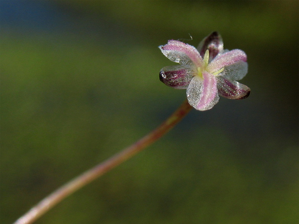 Изображение особи Elodea canadensis.