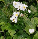 Anemone hupehensis