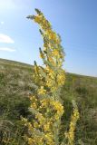 Verbascum lychnitis