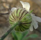 Melandrium saxosum. Основание чашечки. Краснодарский край, Сочи, окр. Адлера, у дороги. 28.02.2015.