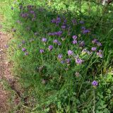 Astragalus danicus