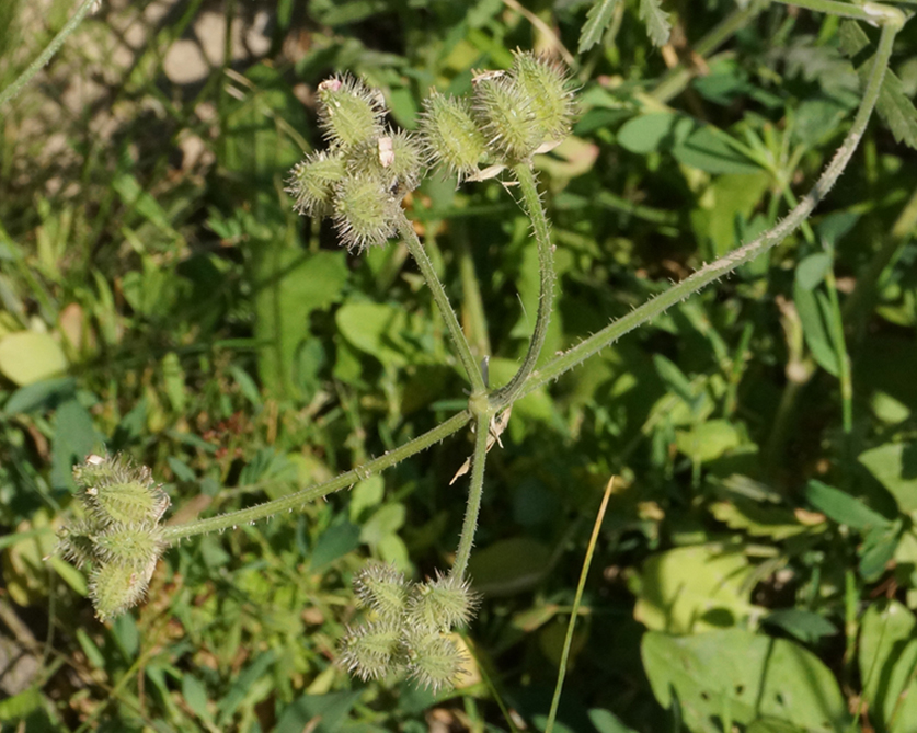 Изображение особи Turgenia latifolia.