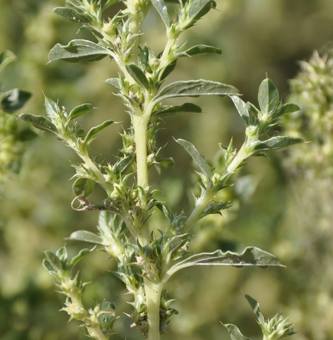 Изображение растения Amaranthus albus.