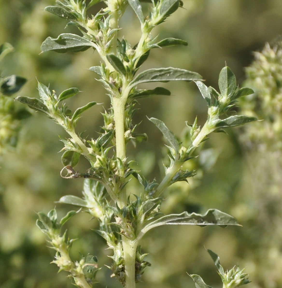 Image of Amaranthus albus specimen.