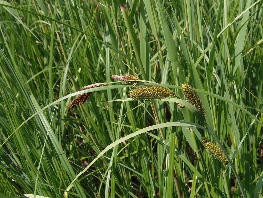 Изображение особи Carex riparia.