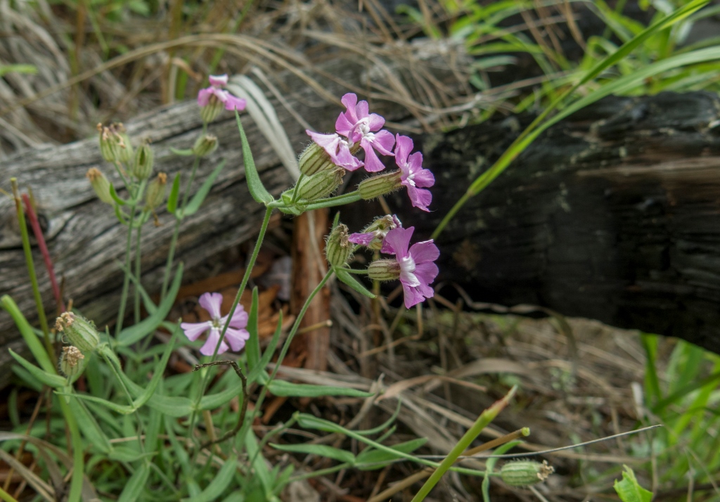 Изображение особи Lychnis ajanensis.