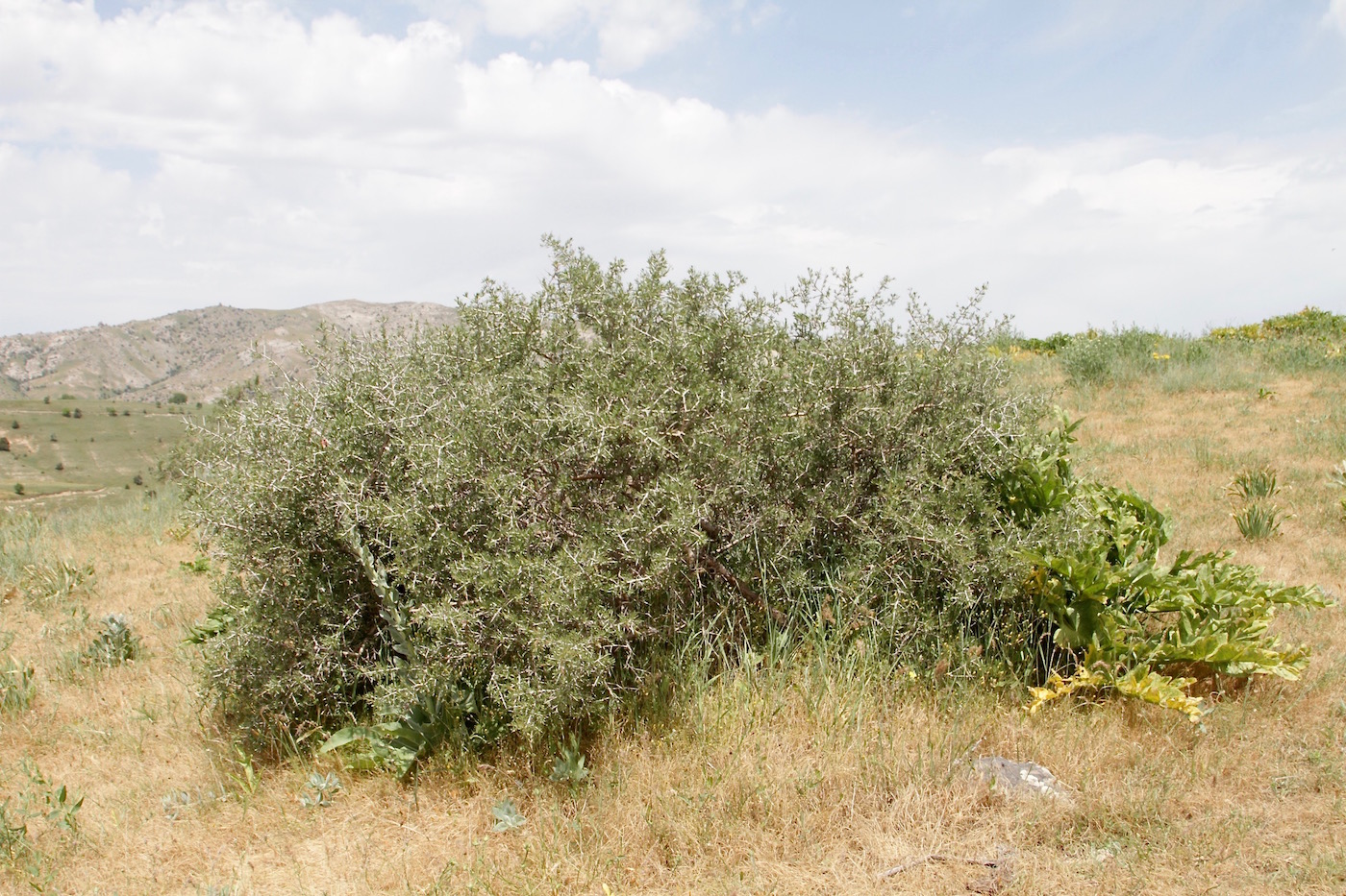 Изображение особи Amygdalus spinosissima.