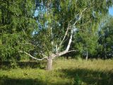 Betula pendula. Взрослое дерево. Ульяновская обл., Инзенский р-н, окр. с. Валгуссы, берёзово-дубовое редколесье по верху мергелисто-мелового склона. 5 августа 2016 г.