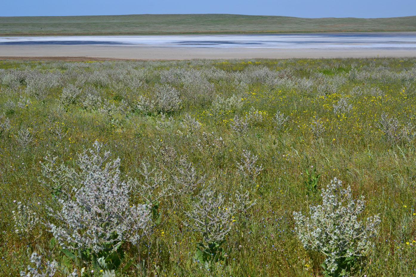 Image of Salvia aethiopis specimen.