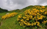 Rhododendron luteum. Цветущие растения. Адыгея, Фишт-Оштеновский массив, перевал Черкесский, ≈ 1800 м н.у.м., субальпийский луг у верхней границы букового леса. 07.07.2017.