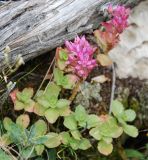 Sedum spurium