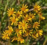 Senecio erucifolius