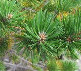 Pinus sylvestris subspecies hamata. Верхушка побега. Кабардино-Балкария, Эльбрусский р-н, долина р. Юсеньги, ок. 2400 м н.у.м., среди каменистого субальпийского луга. 25.08.2017.