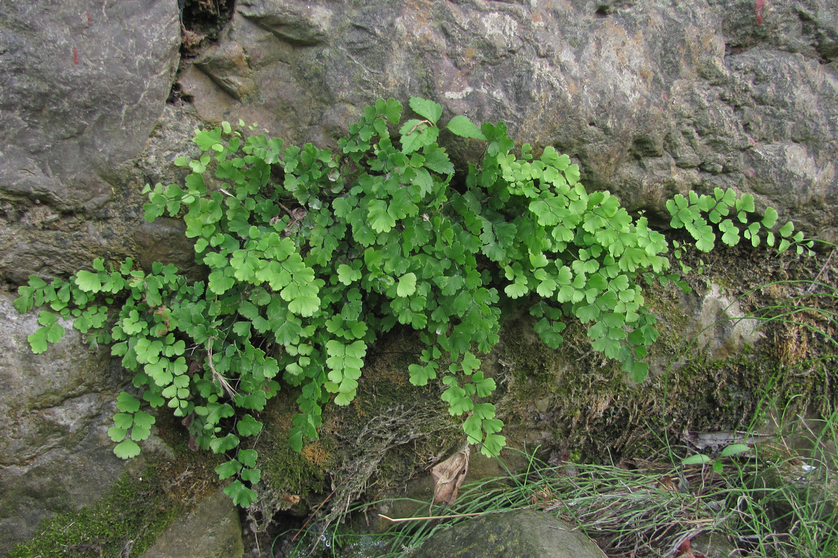 Изображение особи Adiantum capillus-veneris.