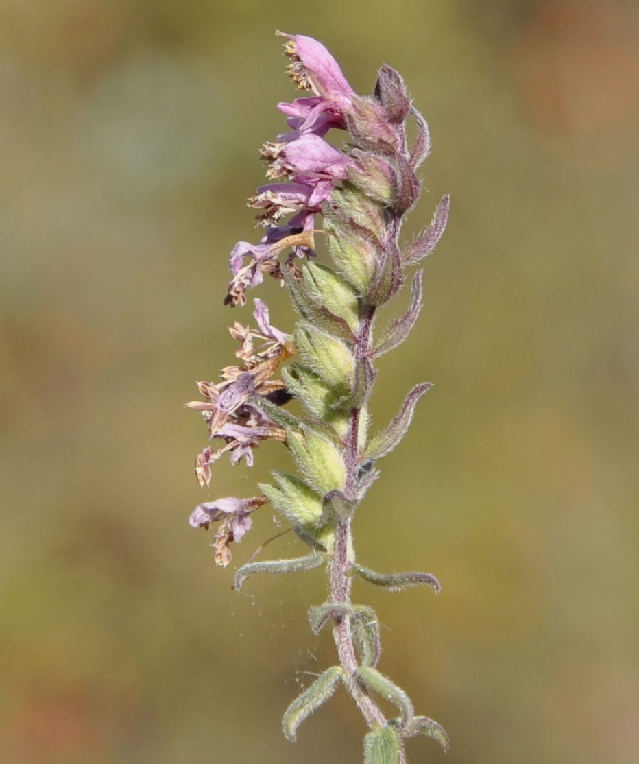 Изображение особи Odontites vulgaris.