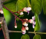 Averrhoa carambola