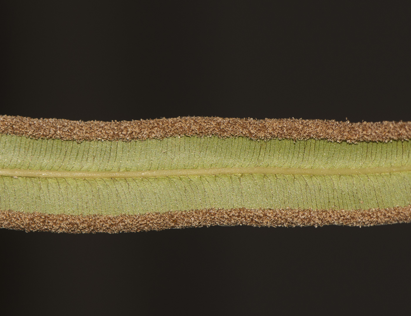 Image of Pteris vittata specimen.