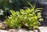 Pyrethrum parthenium. Вегетирующее растение. Санкт-Петербург, Старый Петергоф, парк \"Сергиевка\", цветник с элементами рокария и альпийской горки. 04.06.2017.