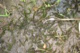 Elodea canadensis