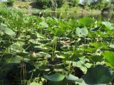 Nelumbo caspica