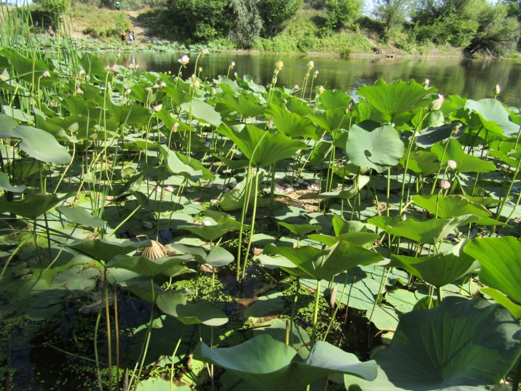 Изображение особи Nelumbo caspica.