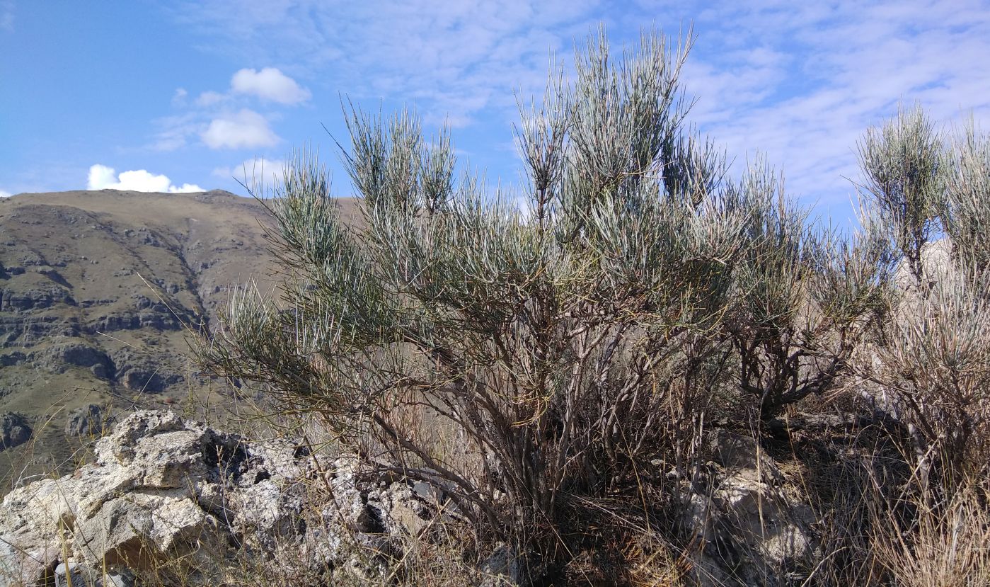 Image of Ephedra procera specimen.