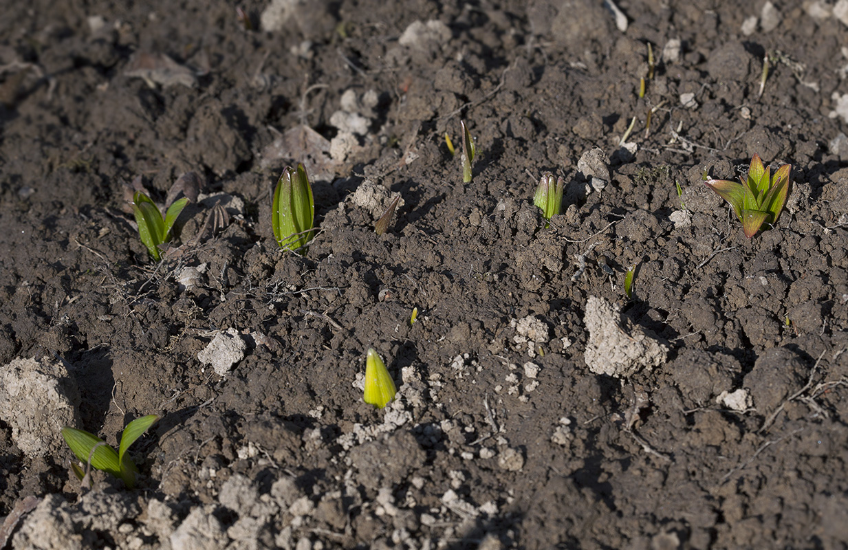 Image of Fritillaria camschatcensis specimen.