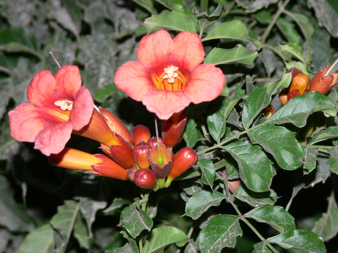 Изображение особи Campsis radicans.