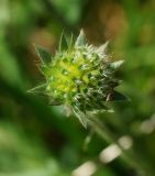 Knautia arvensis