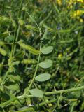 Vicia sativa