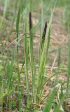 Carex acutiformis