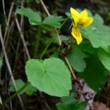 Viola biflora. Побег с цветком. Пермский край, подножие Вогульского камня, смешанный лес, долина р. Жигалан, под скалой. 30.06.2010.