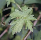 Geranium palustre. Лист. Москва, ГБС РАН, дендрарий. 30.08.2021.