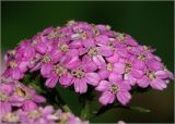 Achillea millefolium