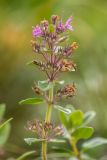 Thymus nummularius