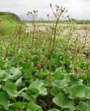 Petasites radiatus