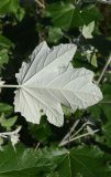 Populus alba