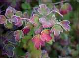 Viburnum opulus