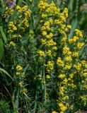 Galium verum