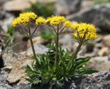 Patrinia sibirica. Цветущее растение. Приморский край, Ольгинский р-н, гора Снежная, выс. 1640 м н.у.м., каменная россыпь. 25.06.2023.