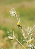 Artemisia jacutica. Верхушки побегов с соцветиями. Республика Саха (Якутия), Хангаласский улус, Мальжагарский 2-й наслег, окр. с. Улахан-Ан, остепнённый берег р. Лена. 31.07.2023.