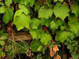 Vitis amurensis