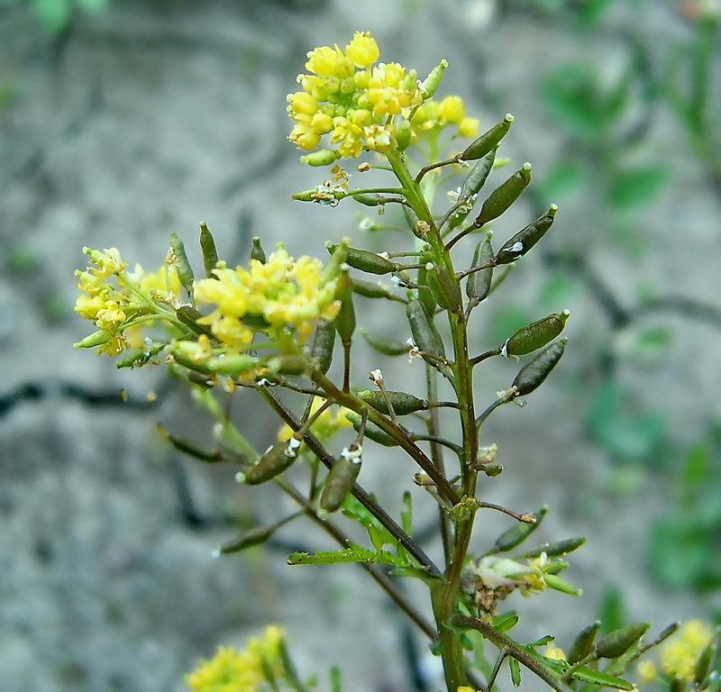 Изображение особи Rorippa palustris.