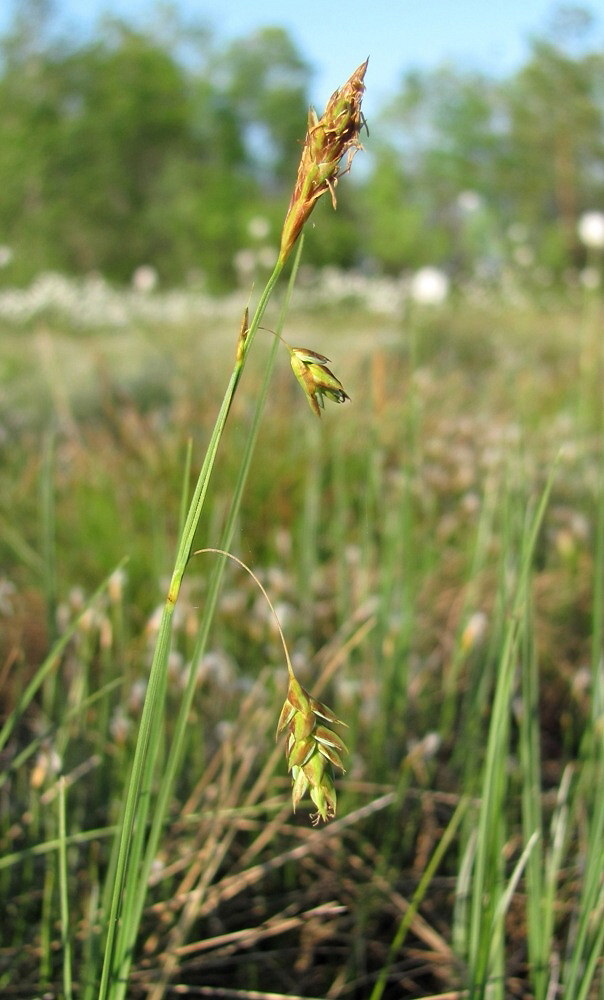 Изображение особи Carex limosa.